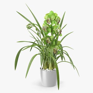 3D Orchid Pot Flower Green Fur model