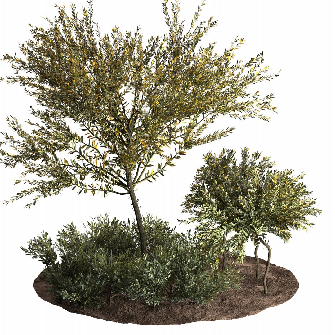 3D Olive Garden 02 - TurboSquid 1854897