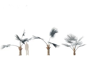 Bismarckia nobilis - Silver Bismarck Palm 01 model