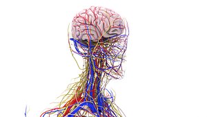 3D Brain and Nerves With Arteries And Veins With Lymph Nodes model