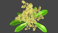 Mangifera flower