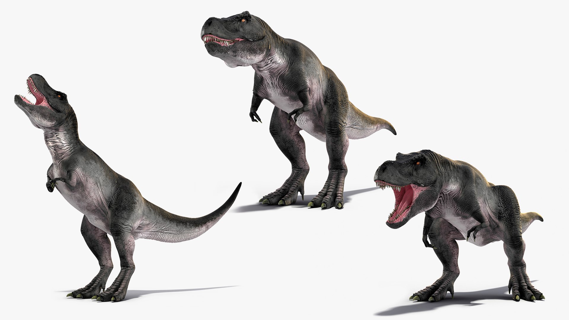 Rigged T Rex Roaring Animated Collection for Maya 3D model preview
