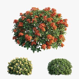 Ixora plant set 11