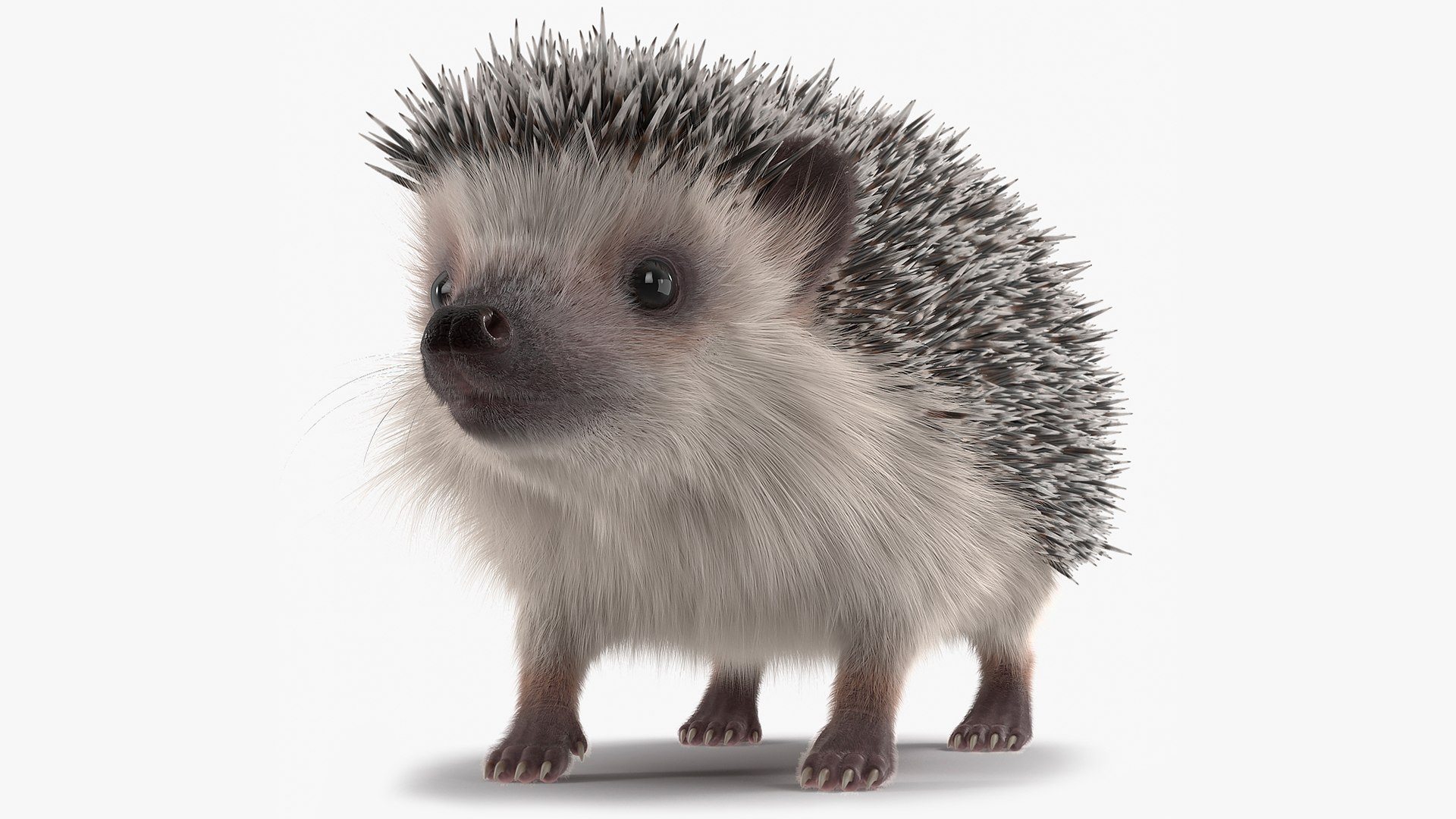 White Hedgehog Fur 3D model preview