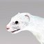 White Ermine