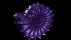 3D conch ornamented tumaricone