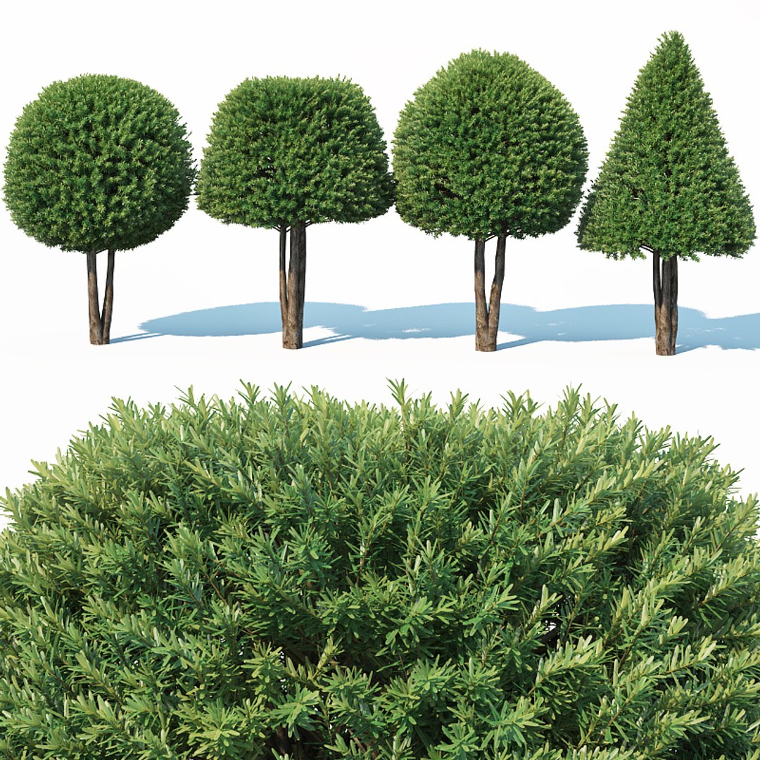 3D taxus baccata topiary model https://p.turbosquid.com/ts-thumb/bm/AdIU2x/3DXubjhT/taxusbaccatatopiary4b/jpg/1540661553/1920x1080/fit_q87/82a4f9cb0743f5e01fa546eb0038f3c9a10388ef/taxusbaccatatopiary4b.jpg