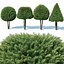Taxus Baccata # 6 zestaw topiary 2