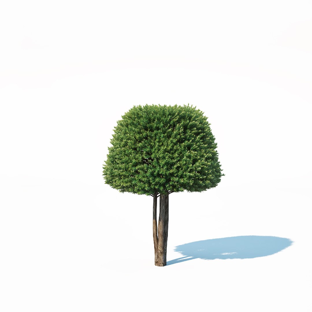 3D taxus baccata topiary model https://p.turbosquid.com/ts-thumb/bm/AdIU2x/5DH2ZwSQ/taxusbaccatatopiary6b/jpg/1540661553/1920x1080/fit_q87/9e87d76eba5a5de3496e2fa889ac12829a145b63/taxusbaccatatopiary6b.jpg