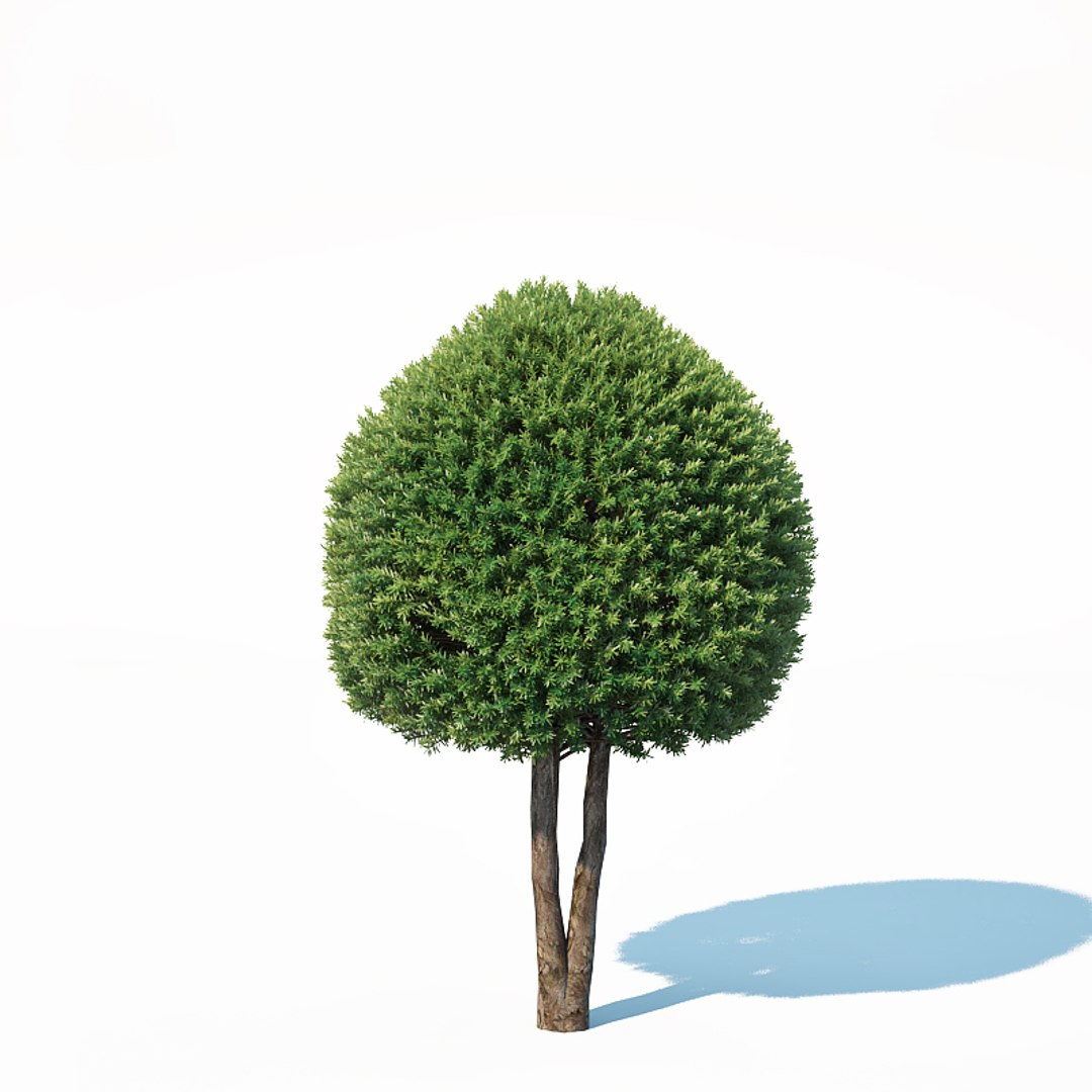 3D taxus baccata topiary model https://p.turbosquid.com/ts-thumb/bm/AdIU2x/BbLp2izh/taxusbaccatatopiary7b/jpg/1540661553/1920x1080/fit_q87/bc36194cdb60be550cfa55e88d12ff2b0912a3fc/taxusbaccatatopiary7b.jpg