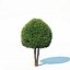 Taxus Baccata # 6 zestaw topiary 2