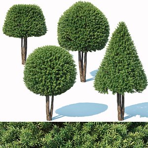 3D taxus baccata topiary model