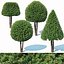 Taxus Baccata # 6 zestaw topiary 2