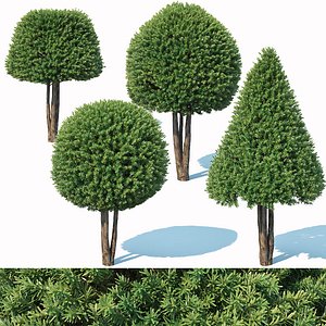 Taxus Baccata # 6 topiary set 2