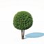 Taxus Baccata # 6 zestaw topiary 2