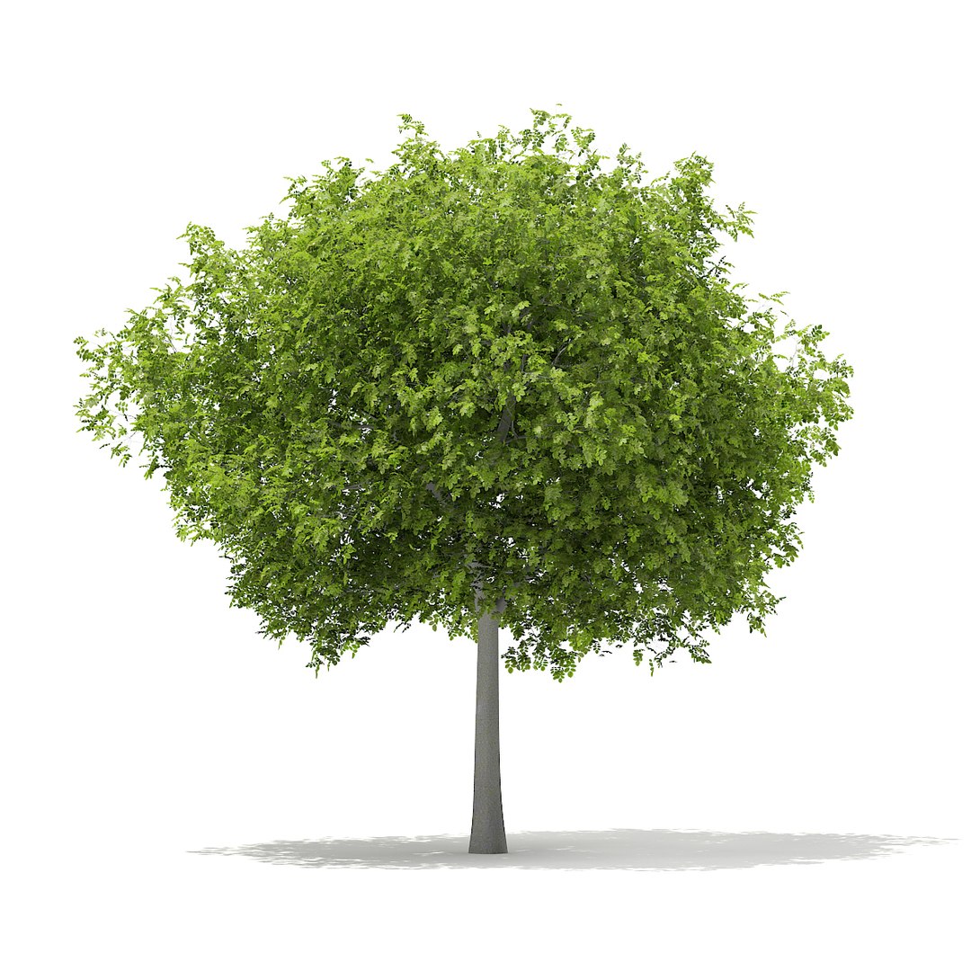 volume 67 - trees 3d c4d