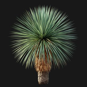Yucca rostrata