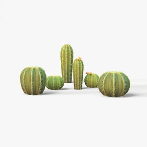 Barrel cactus model