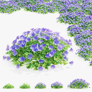 3D Campanula carpatica