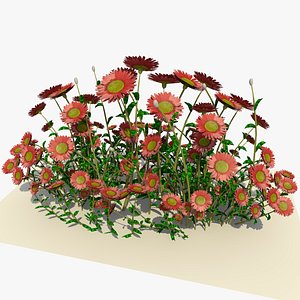 c4d pink daisy flowers