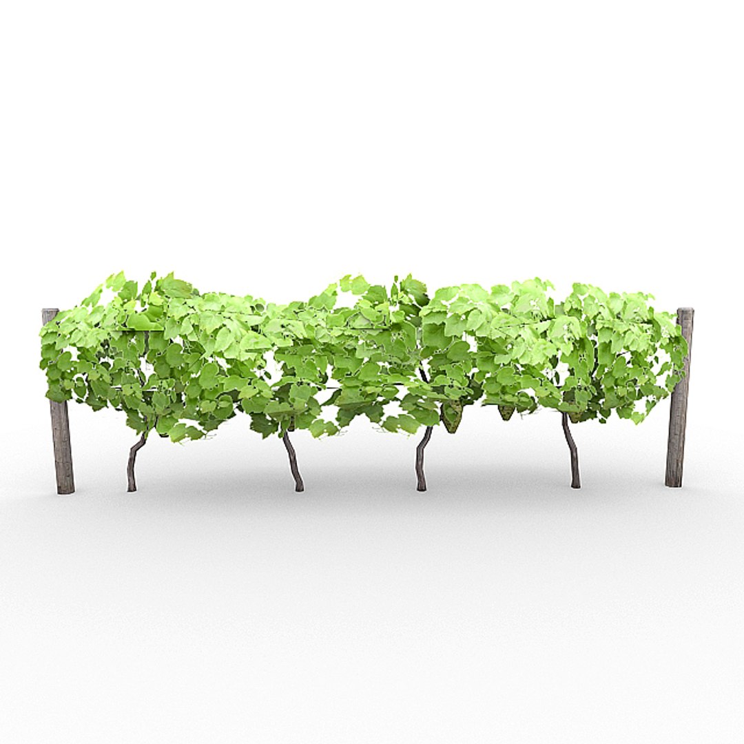 Grapevine Basket Grapes 3d Model