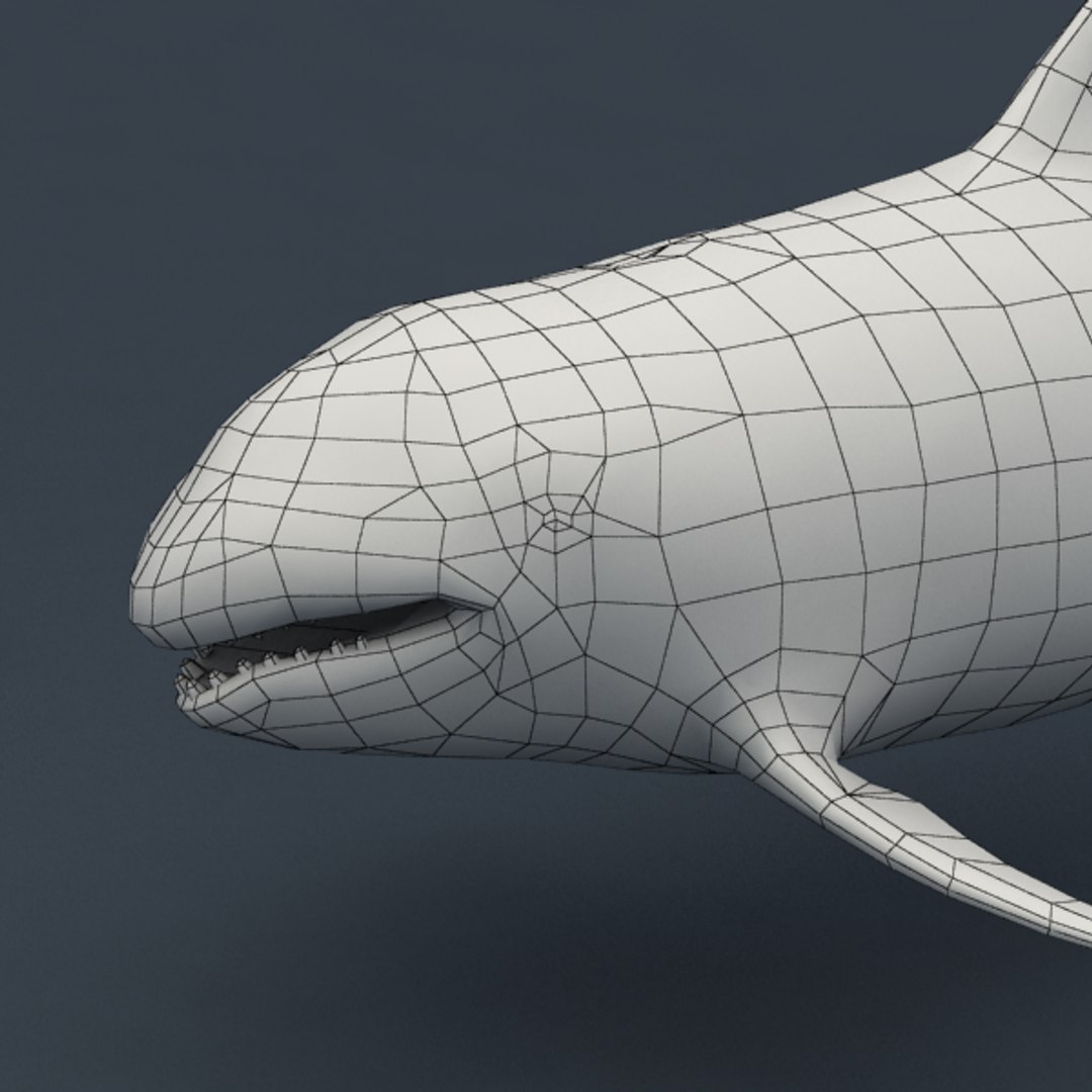 3d Rigged Orca Model