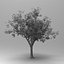 árbol de manzana