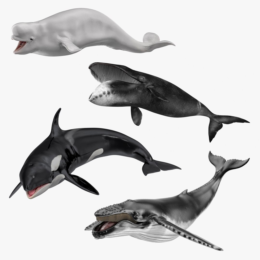Rigged Whales Collection 2 3D model preview