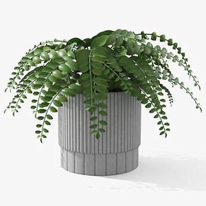 3D Plant Boho - Fern