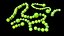 Blue Green Algae