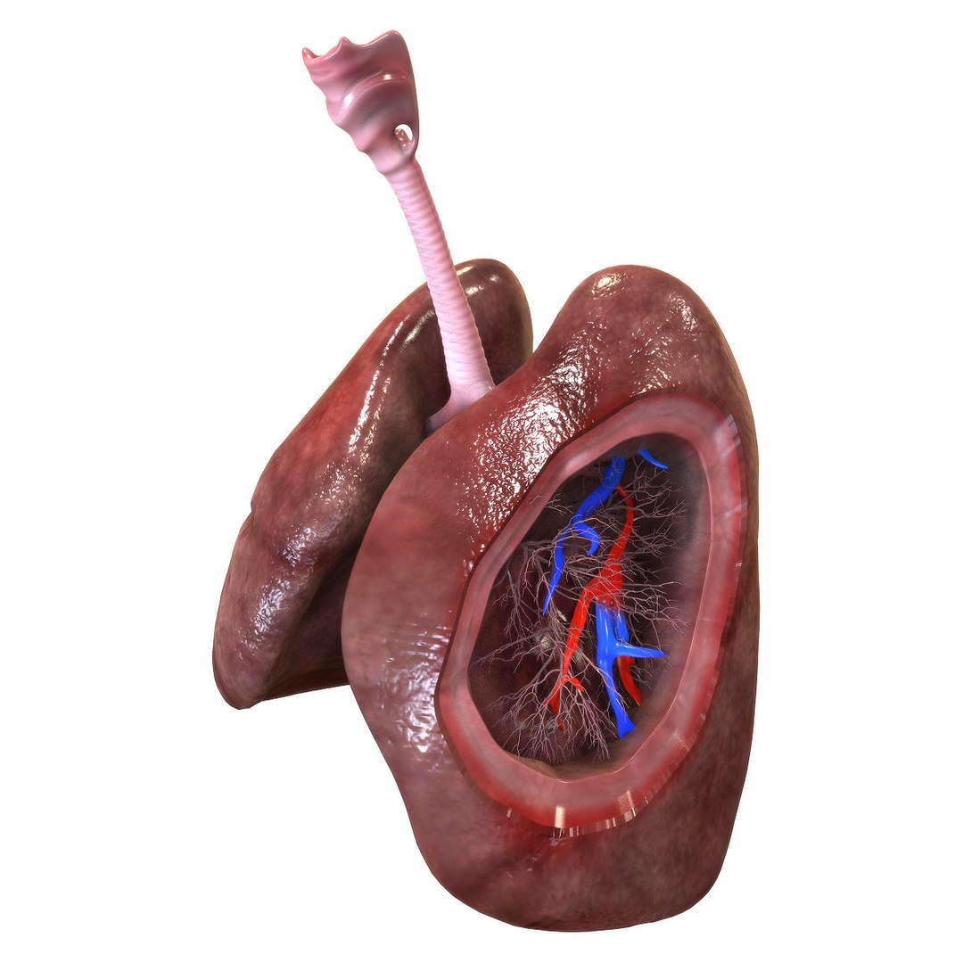 3D human lungs model https://p.turbosquid.com/ts-thumb/bm/siadci/CCXNXjnG/left_view/jpg/1583874014/1920x1080/fit_q87/5802c2cb33121d8e51308a2a0e657abb62925437/left_view.jpg