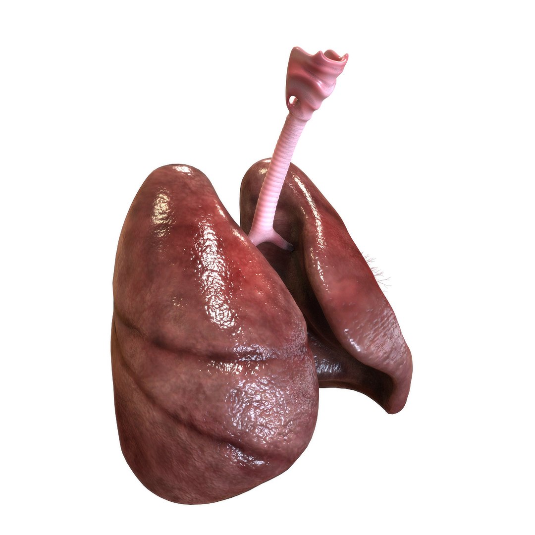 3D human lungs model https://p.turbosquid.com/ts-thumb/bm/siadci/NlqZLasY/right_view/jpg/1583874014/1920x1080/fit_q87/830ab9be1314cd2003580dd8a0e30419417c66f4/right_view.jpg