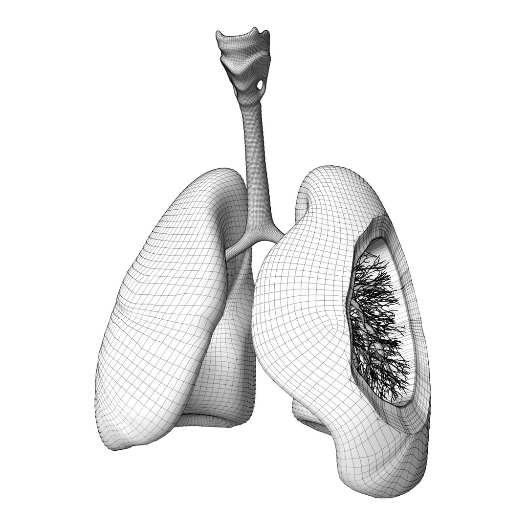 3D human lungs model https://p.turbosquid.com/ts-thumb/bm/siadci/XunDl1mD/wire1/jpg/1583874014/1920x1080/fit_q87/5f89d0e602ca15b11bc7f3b1fe9aa32e3e4958e1/wire1.jpg