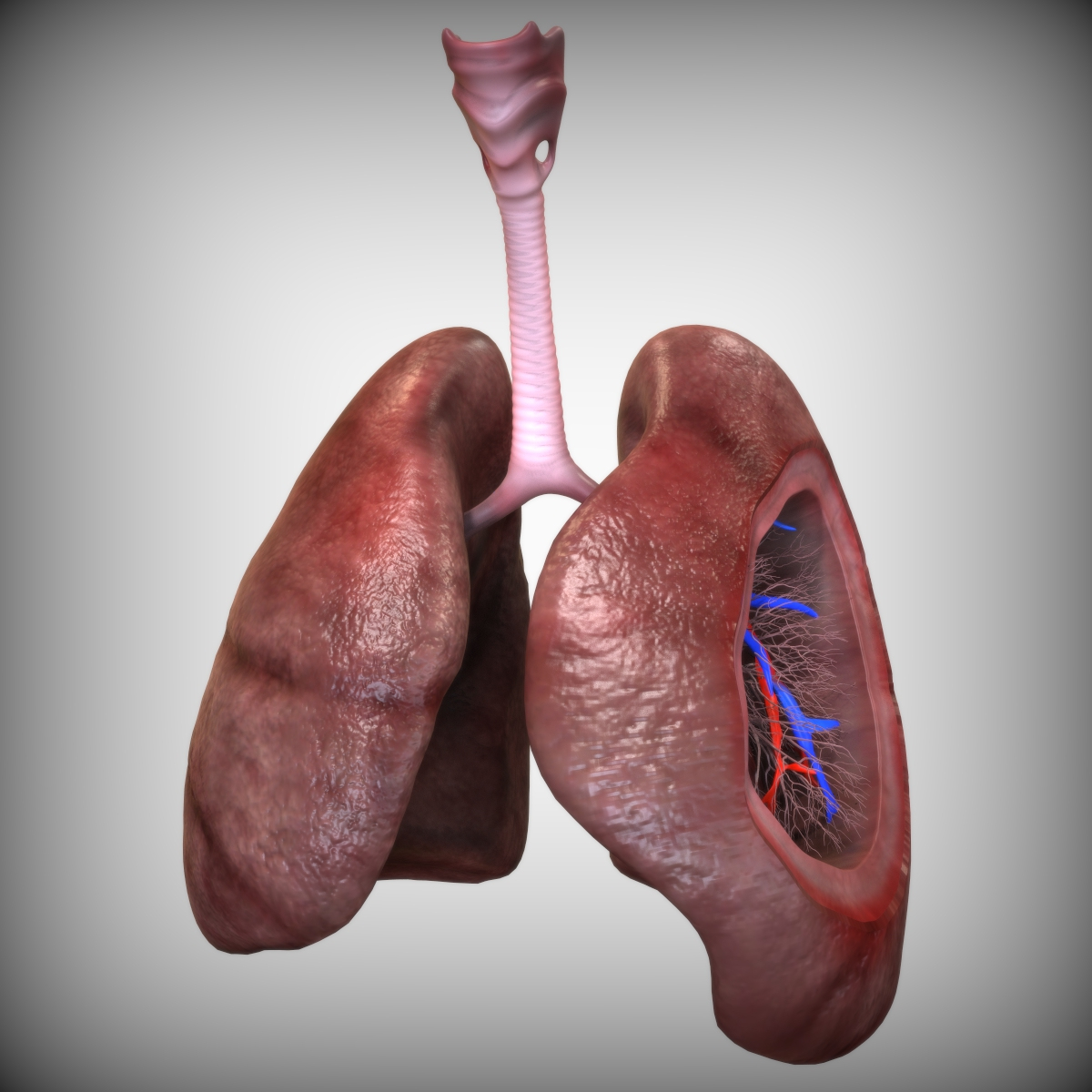 3D human lungs model - TurboSquid 1521141