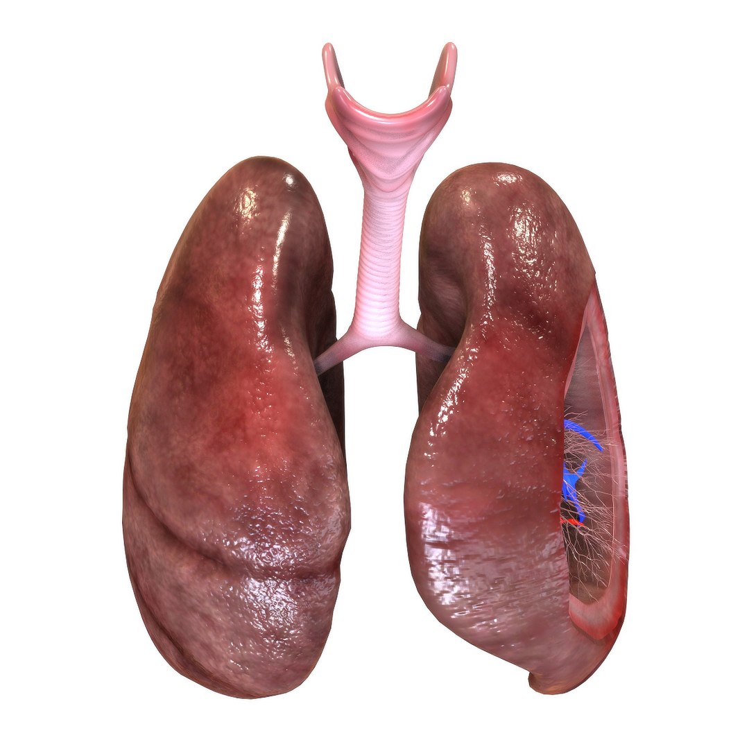 3D human lungs model https://p.turbosquid.com/ts-thumb/bm/siadci/gfQw8Ods/rear_view/jpg/1583874014/1920x1080/fit_q87/d41551312834346b2c421194a468c013c029d6e8/rear_view.jpg