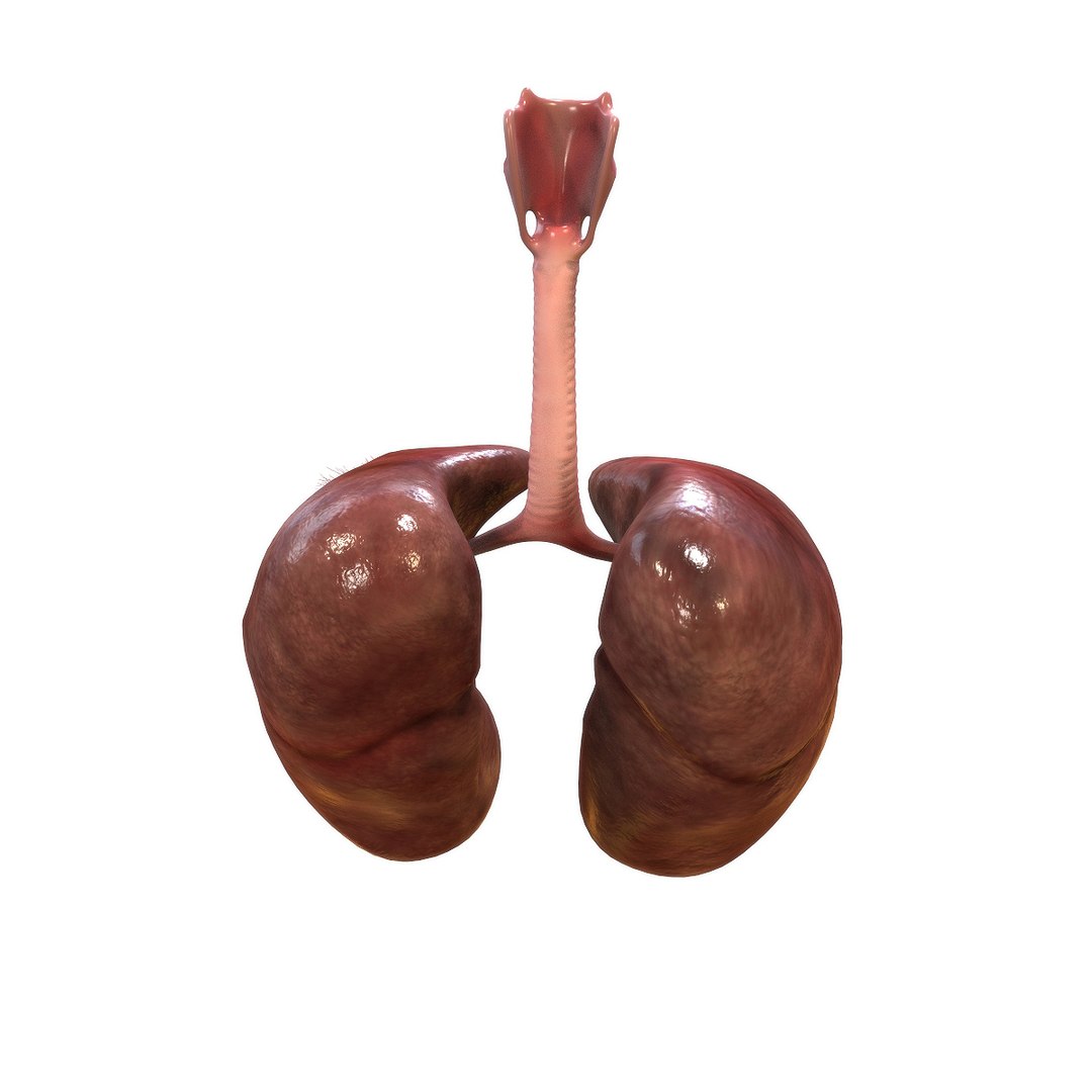 3D human lungs model https://p.turbosquid.com/ts-thumb/bm/siadci/gjYJqnH1/top_view/jpg/1583874014/1920x1080/fit_q87/b5802685c2f214d50cbba027b8b762d098d33409/top_view.jpg