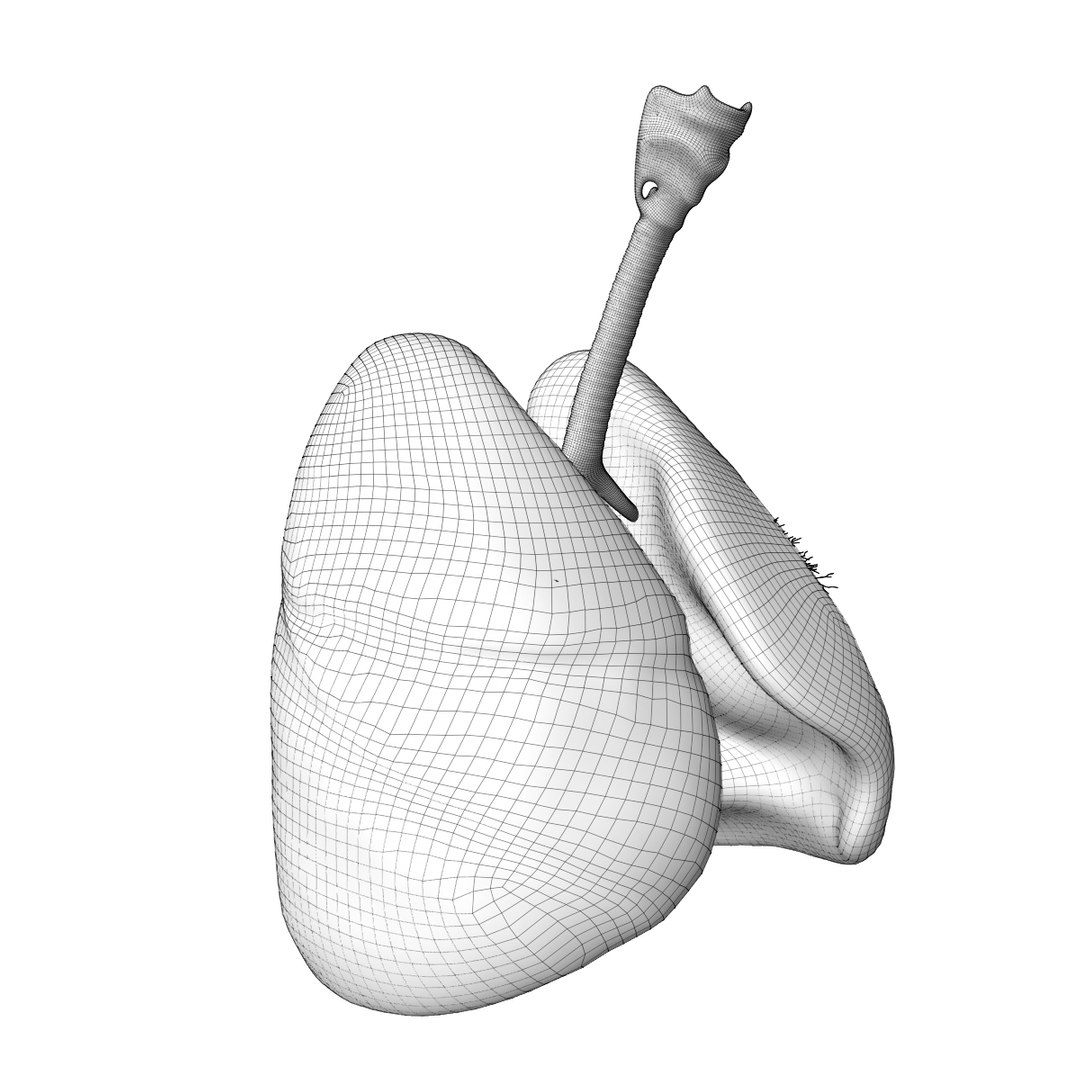 3D human lungs model https://p.turbosquid.com/ts-thumb/bm/siadci/lG32qlV7/wire2/jpg/1583874014/1920x1080/fit_q87/0b7d4c1117766b4250e1764bc3bed423b647133b/wire2.jpg