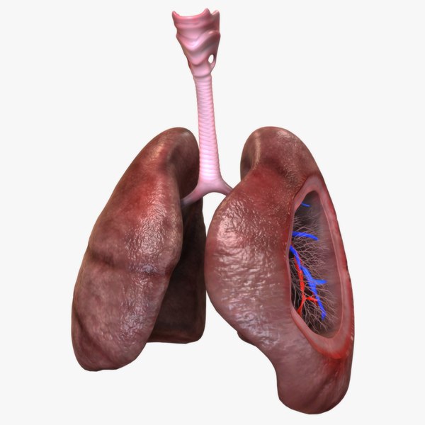 3D human lungs model - TurboSquid 1521141