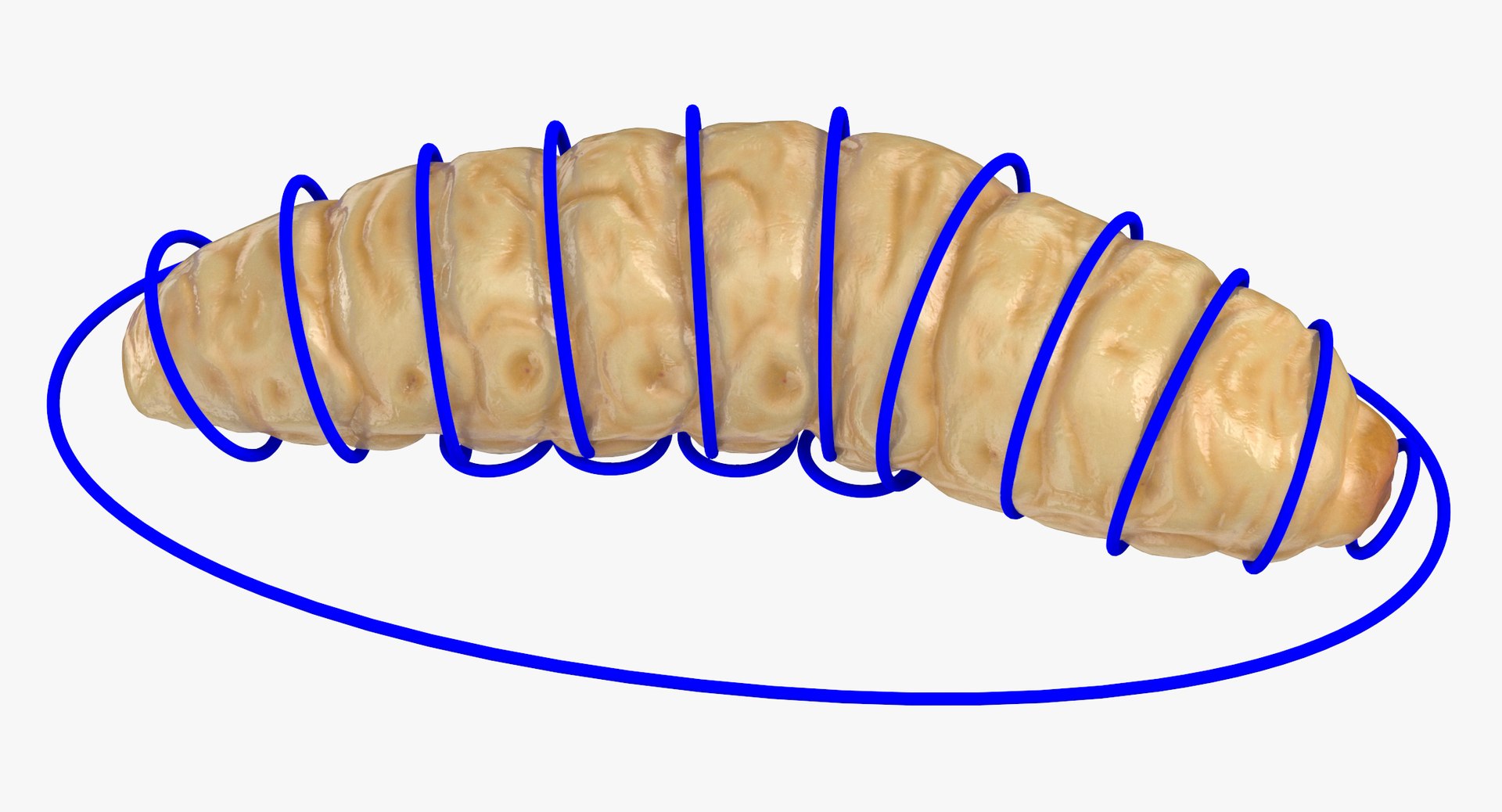 3D Model Maggot Rigged - TurboSquid 1375516