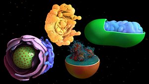 cell components nucleus mitochondrium 3d model