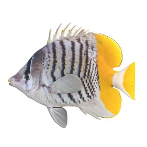Mertens Butterflyfish