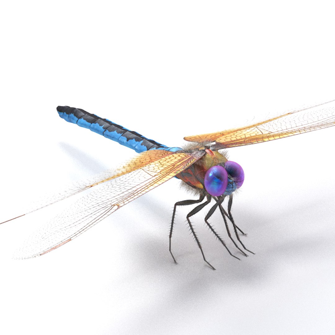 dragonfly animation 3d model https://p.turbosquid.com/ts-thumb/bn/CRRH9h/OMQ7jXKD/thumb/jpg/1524238524/1920x1080/fit_q87/02cb544a254e8c374ce89c910c0b99297c38af80/thumb.jpg
