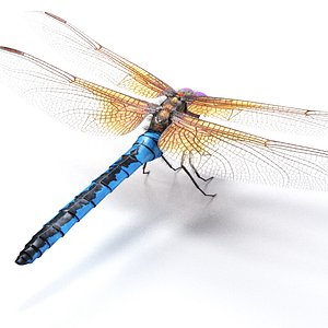 dragonfly animation 3d model
