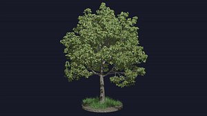 tree leaf 3D model