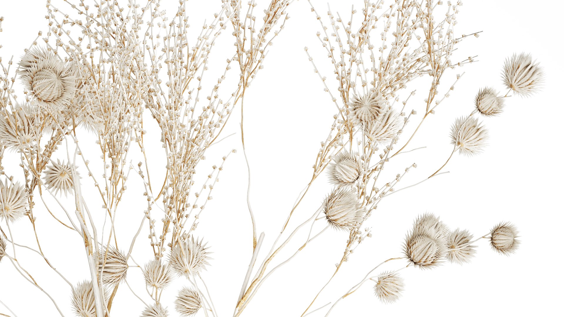 Bouquet of dried flowers from white branches of thistle 546 model https://p.turbosquid.com/ts-thumb/bn/OmQH0q/P6/1bouquetwhite050407/jpg/1745243884/1920x1080/fit_q87/43d210716ad47ecd6f3bc4a04e04aa7d662ad473/1bouquetwhite050407.jpg