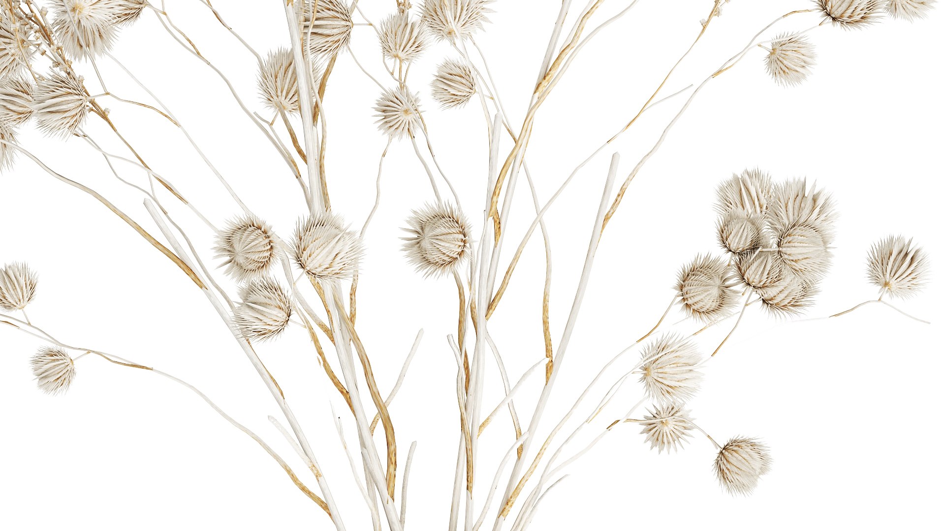 Bouquet of dried flowers from white branches of thistle 546 model https://p.turbosquid.com/ts-thumb/bn/OmQH0q/ui/1bouquetwhite050408/jpg/1745243883/1920x1080/fit_q87/6f9a31ccf8e0603bd277752ebfe1c6e5d845b167/1bouquetwhite050408.jpg