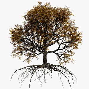 Oak Autumn 1