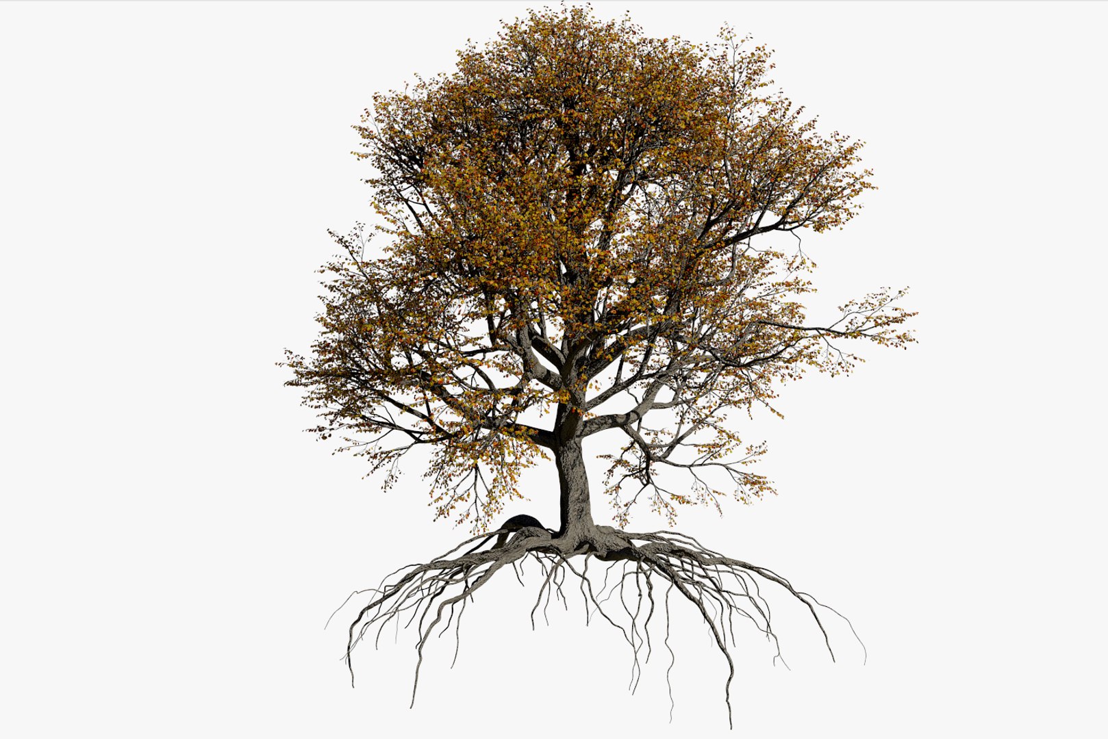 Oak Autumn 1 Tree 3D Model - TurboSquid 1375164