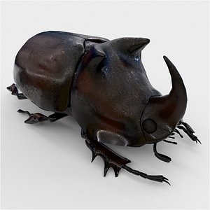 Rhinoceros Beetle
