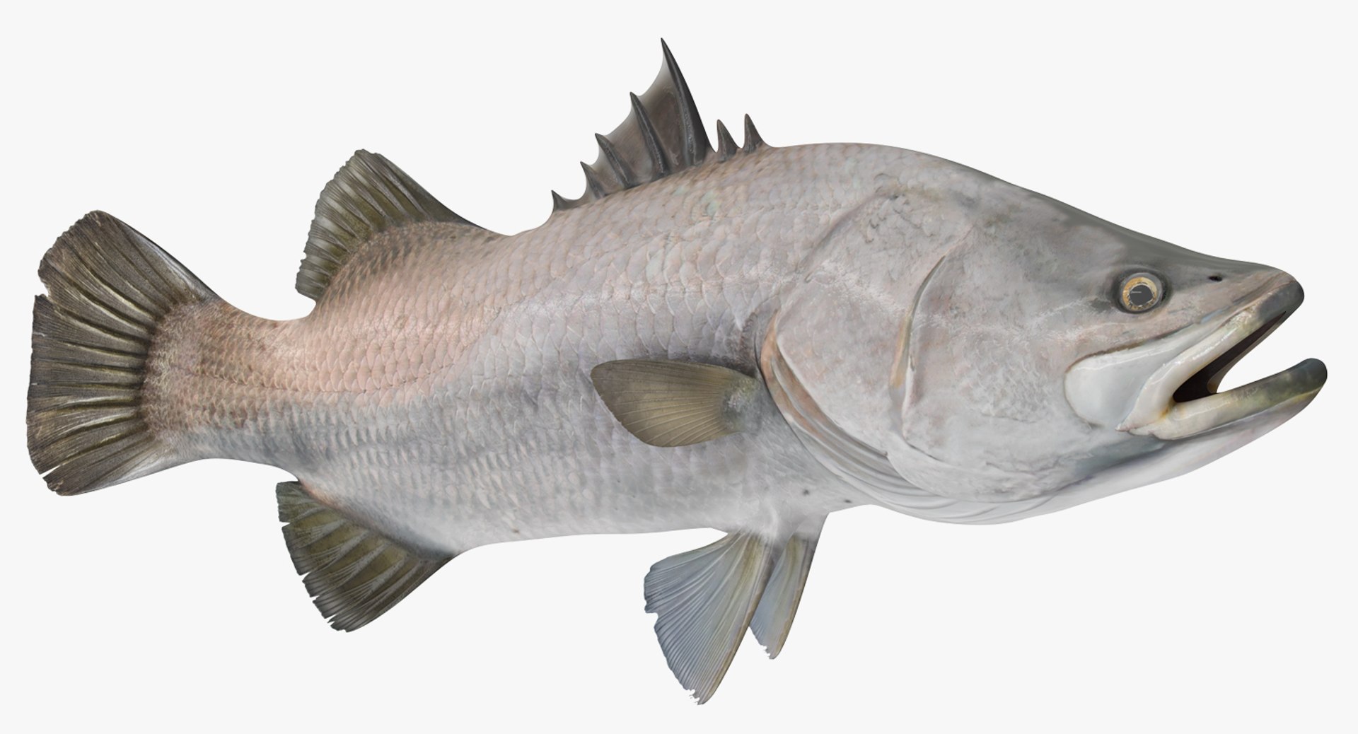 Barramundi Fish Rigged for Maya 3D model preview